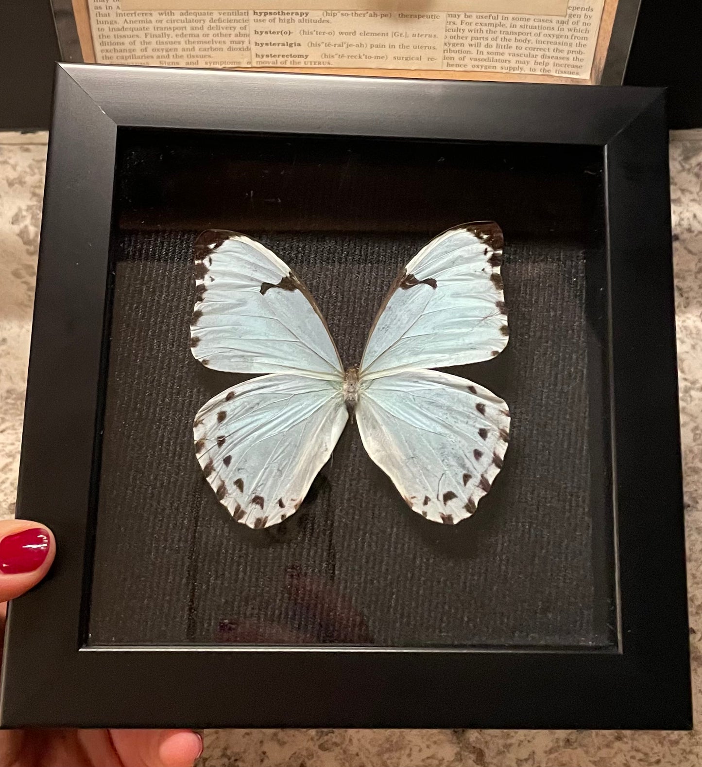 ***SOLD***White Morpho Butterfly