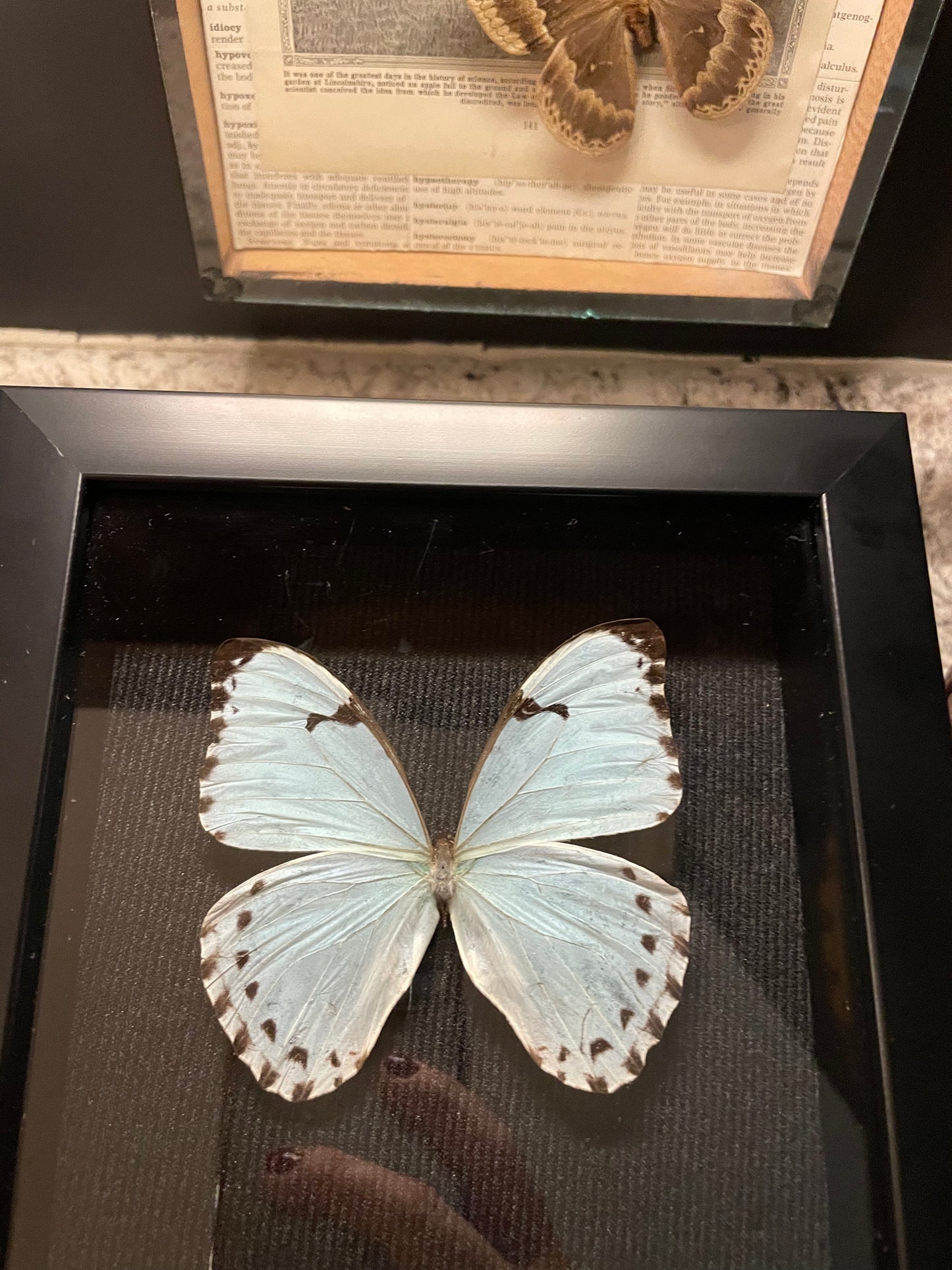 ***SOLD***White Morpho Butterfly