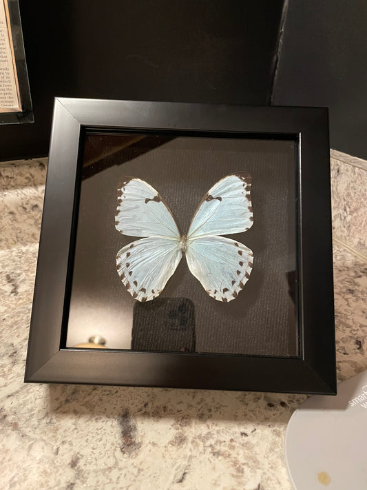 ***SOLD***White Morpho Butterfly