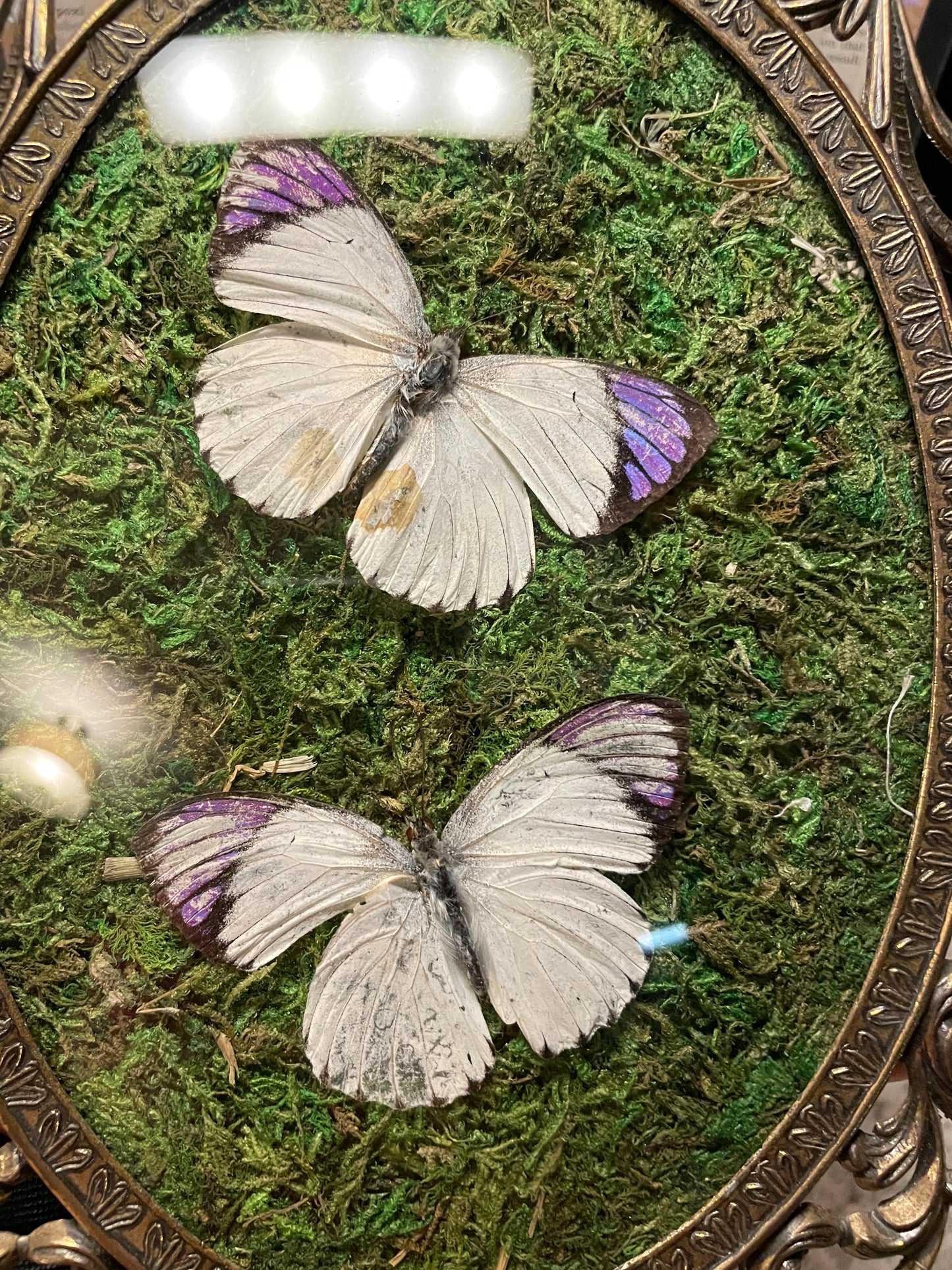 ***SOLD***Vintage Frames Purple Tipped Butterfly