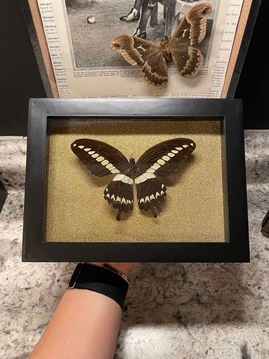 Large Swallowtail Frame