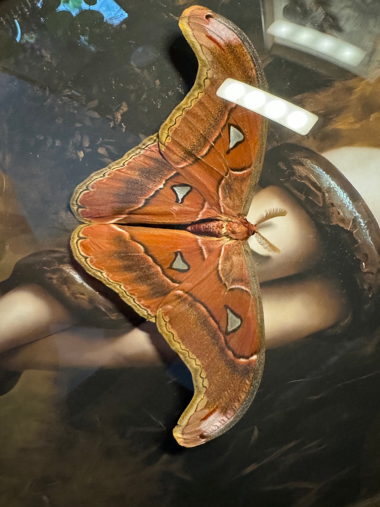 Vintage Frame / Lilith Print / Moth