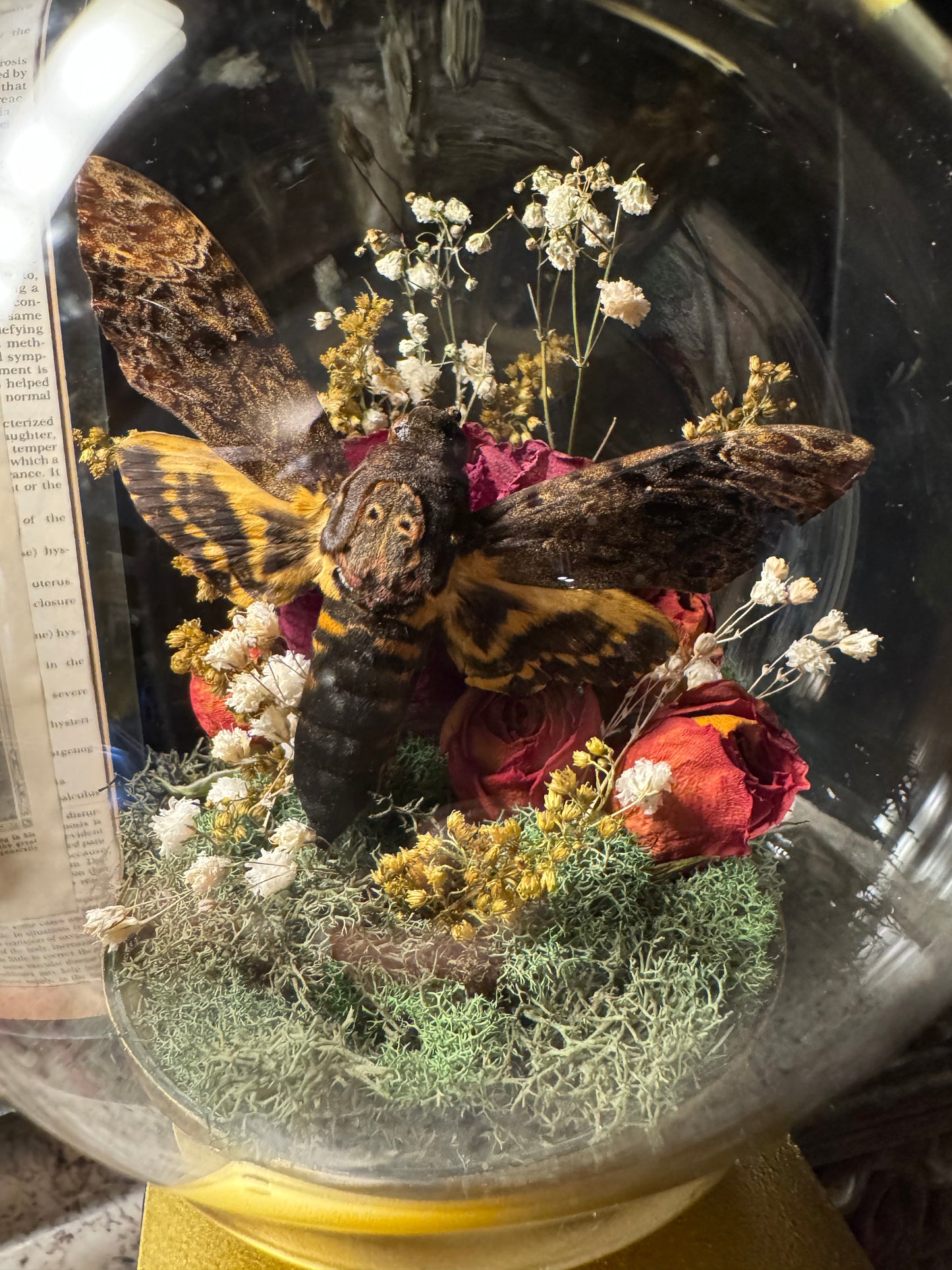 ***SOLD***Death Head Moth Cloche