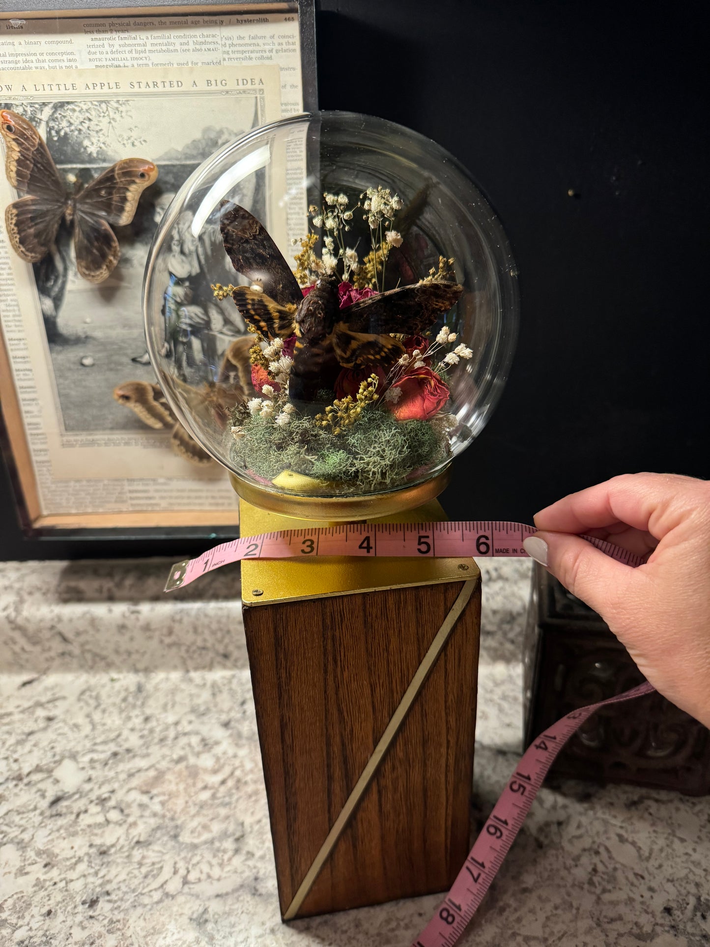 ***SOLD***Death Head Moth Cloche