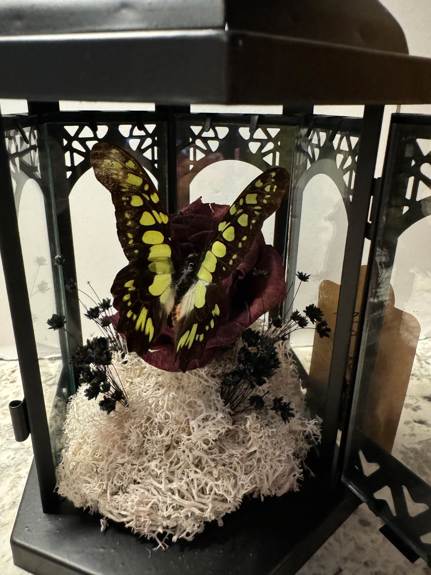 ***SOLD***Small Lantern Swallowtail