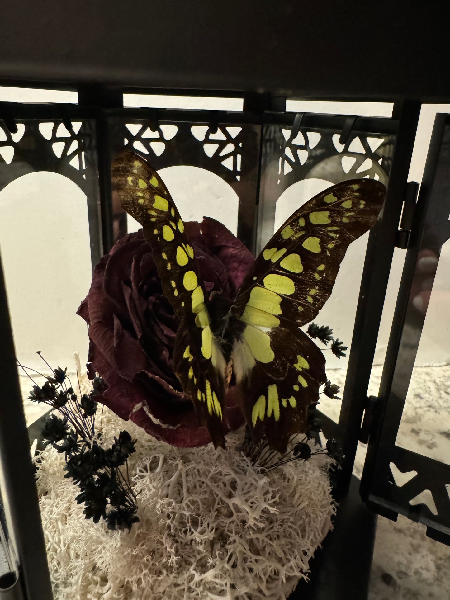 ***SOLD***Small Lantern Swallowtail