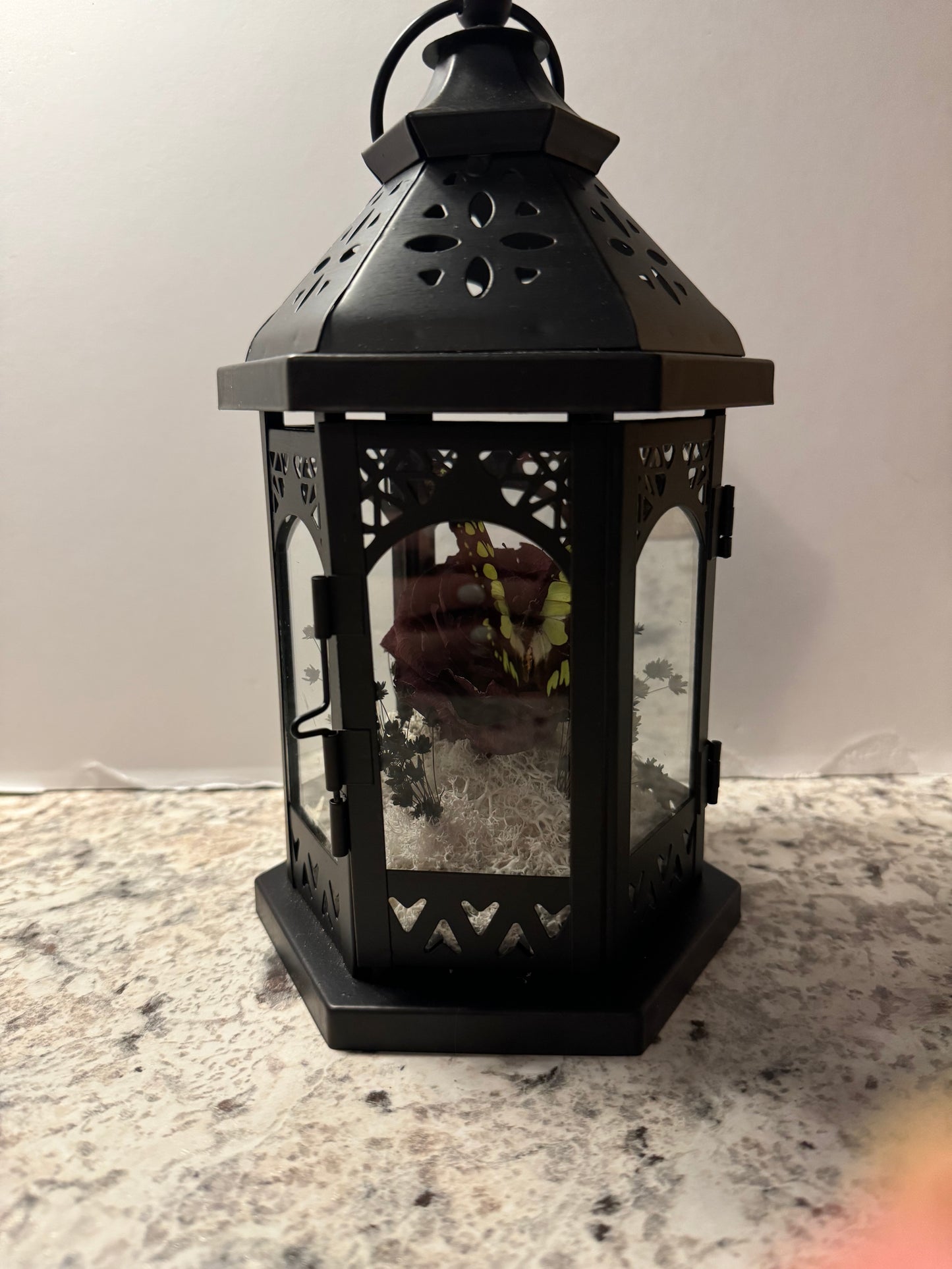 ***SOLD***Small Lantern Swallowtail