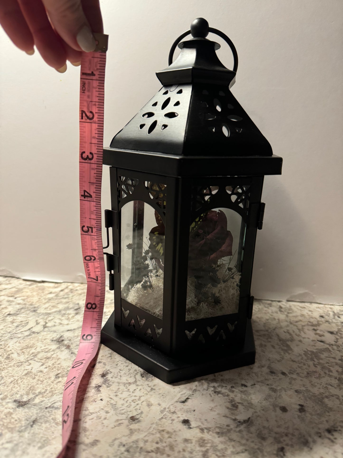 ***SOLD***Small Lantern Swallowtail