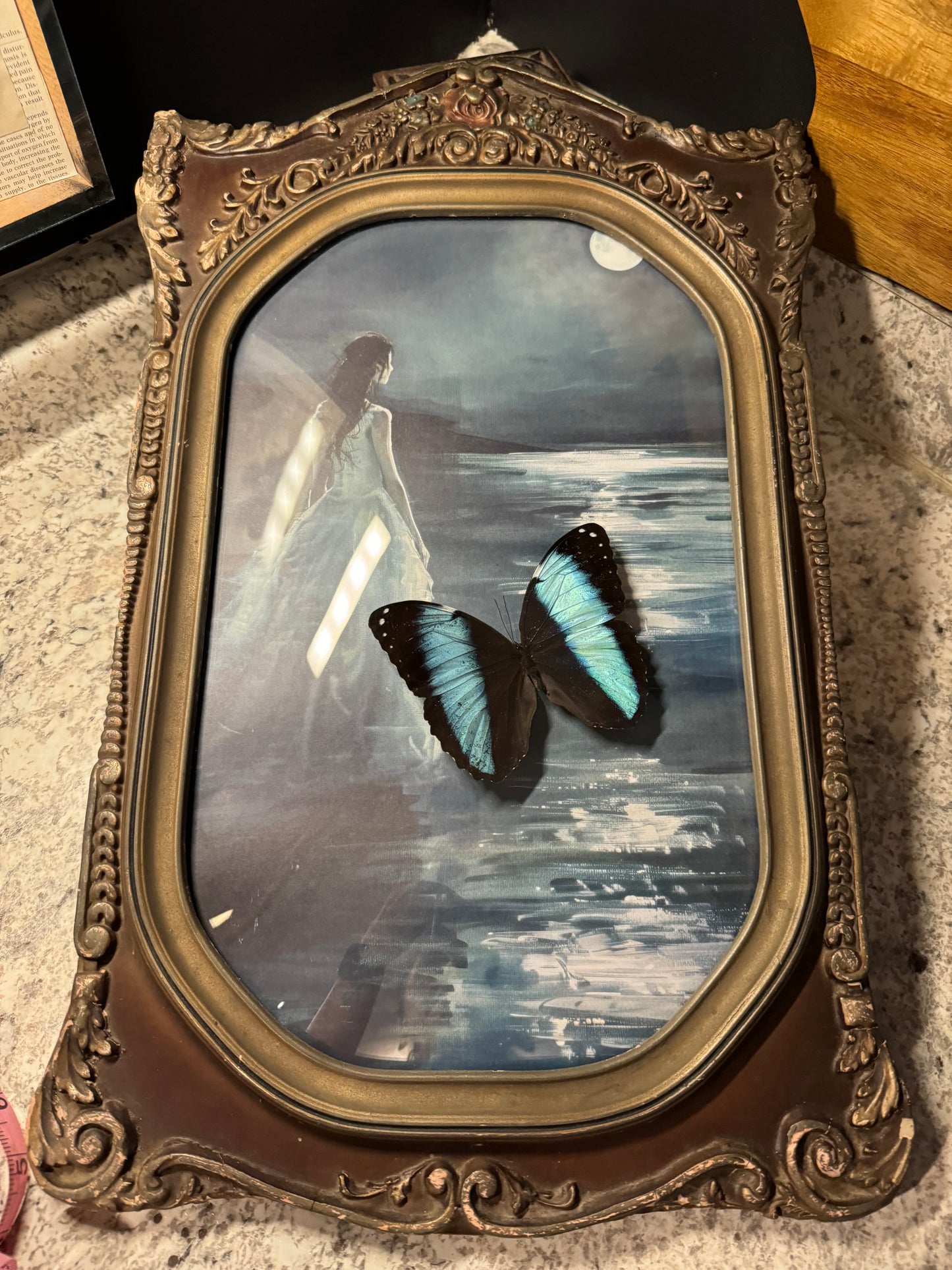 Vintage Frame Morpho Achilles