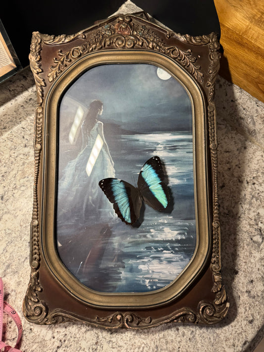 Vintage Frame Morpho Achilles