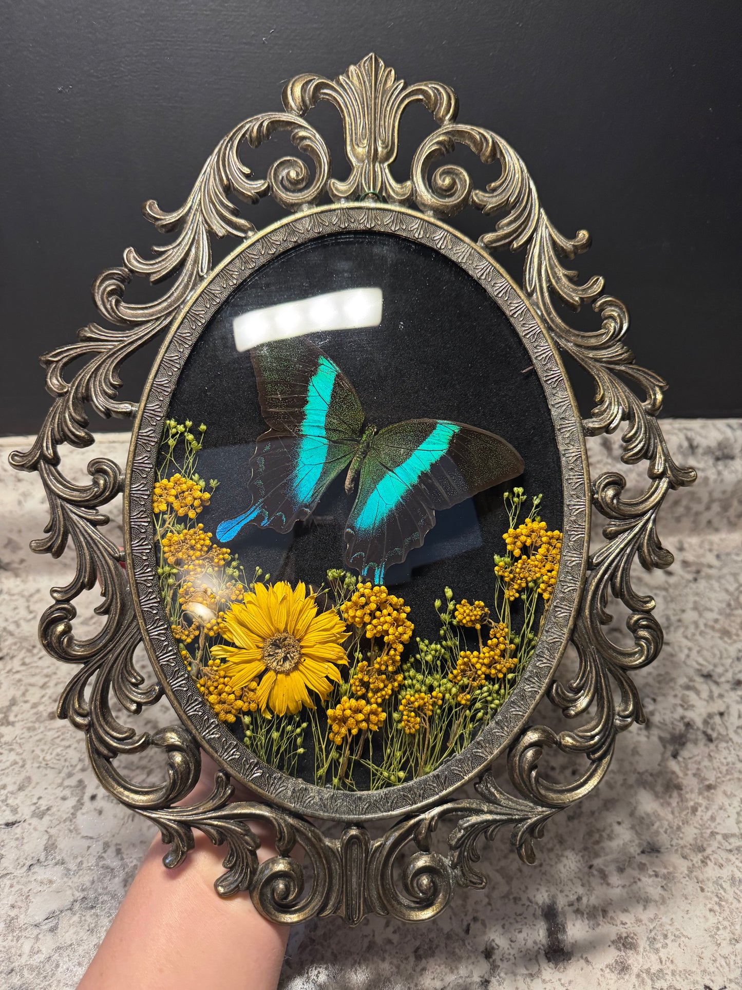 *SOLD*Peacock Swallowtail Vintage Frame