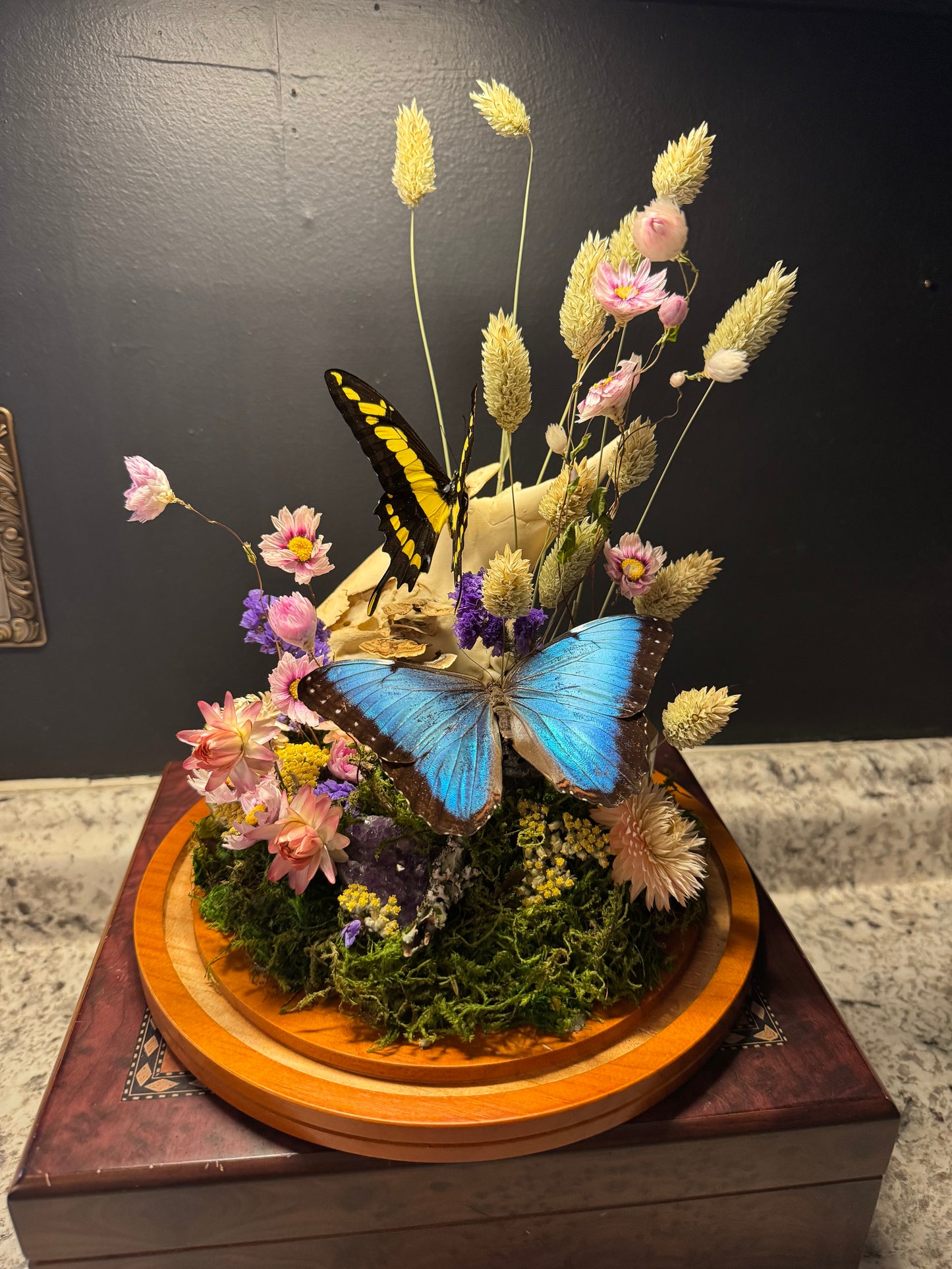 King Swallowtail & Morpho Large Cloche