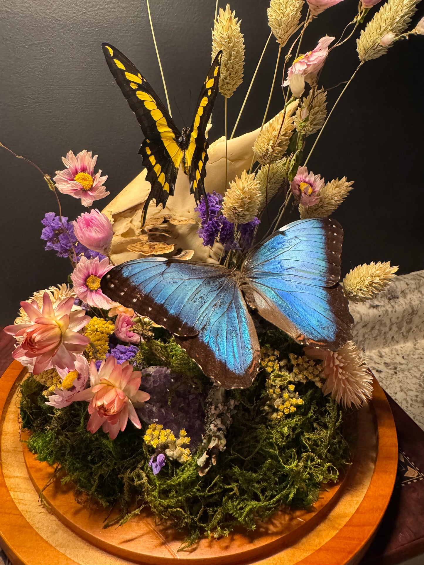 King Swallowtail & Morpho Large Cloche