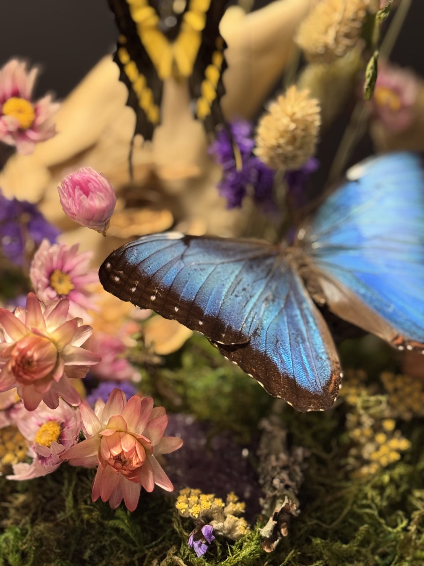 King Swallowtail & Morpho Large Cloche