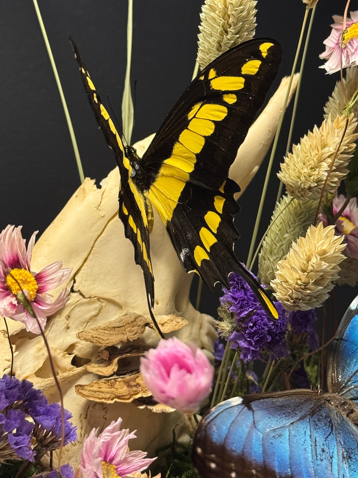 King Swallowtail & Morpho Large Cloche