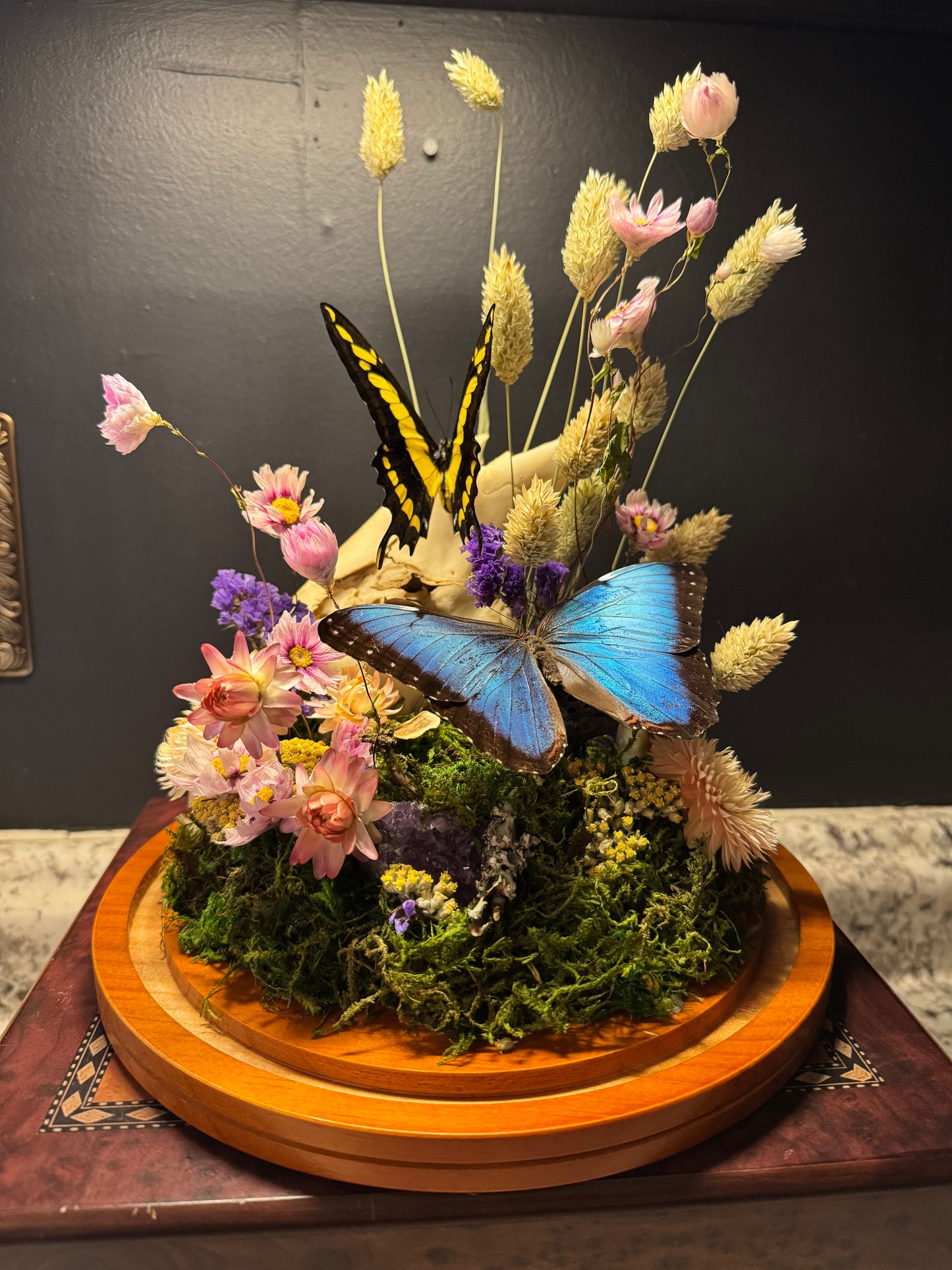 King Swallowtail & Morpho Large Cloche