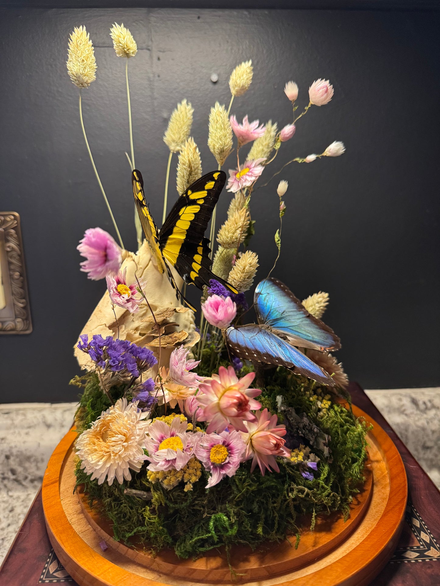 King Swallowtail & Morpho Large Cloche