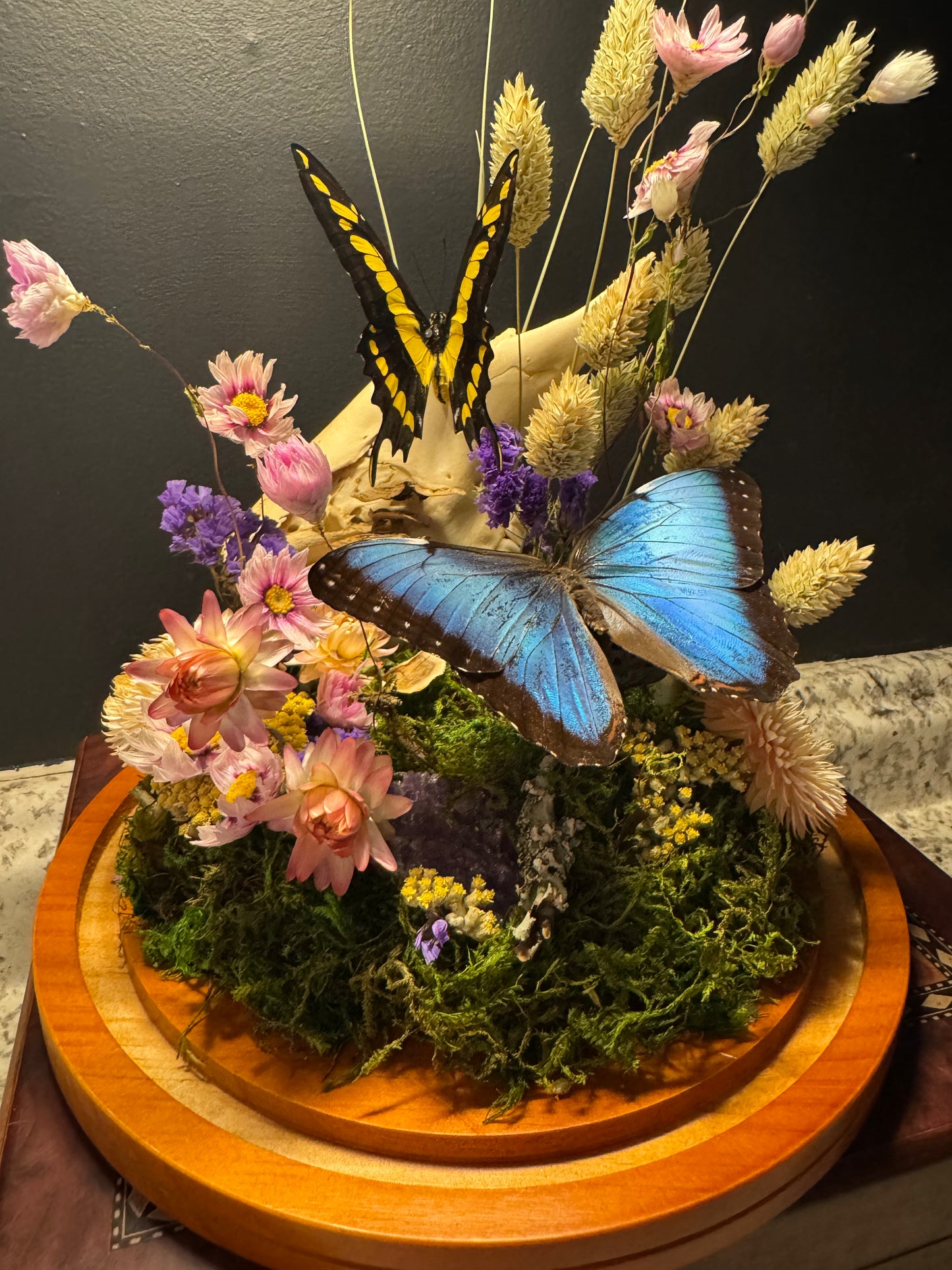 King Swallowtail & Morpho Large Cloche