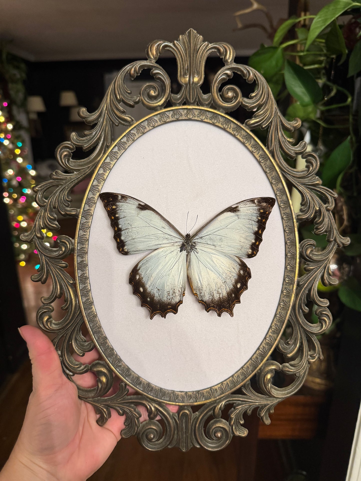 RARE Morpho juturno Butterfly Vintage Frame