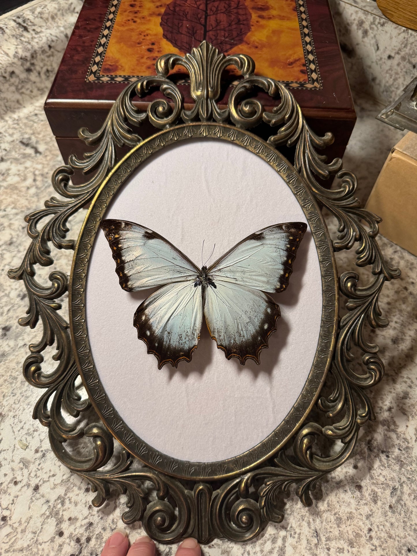 RARE Morpho juturno Butterfly Vintage Frame