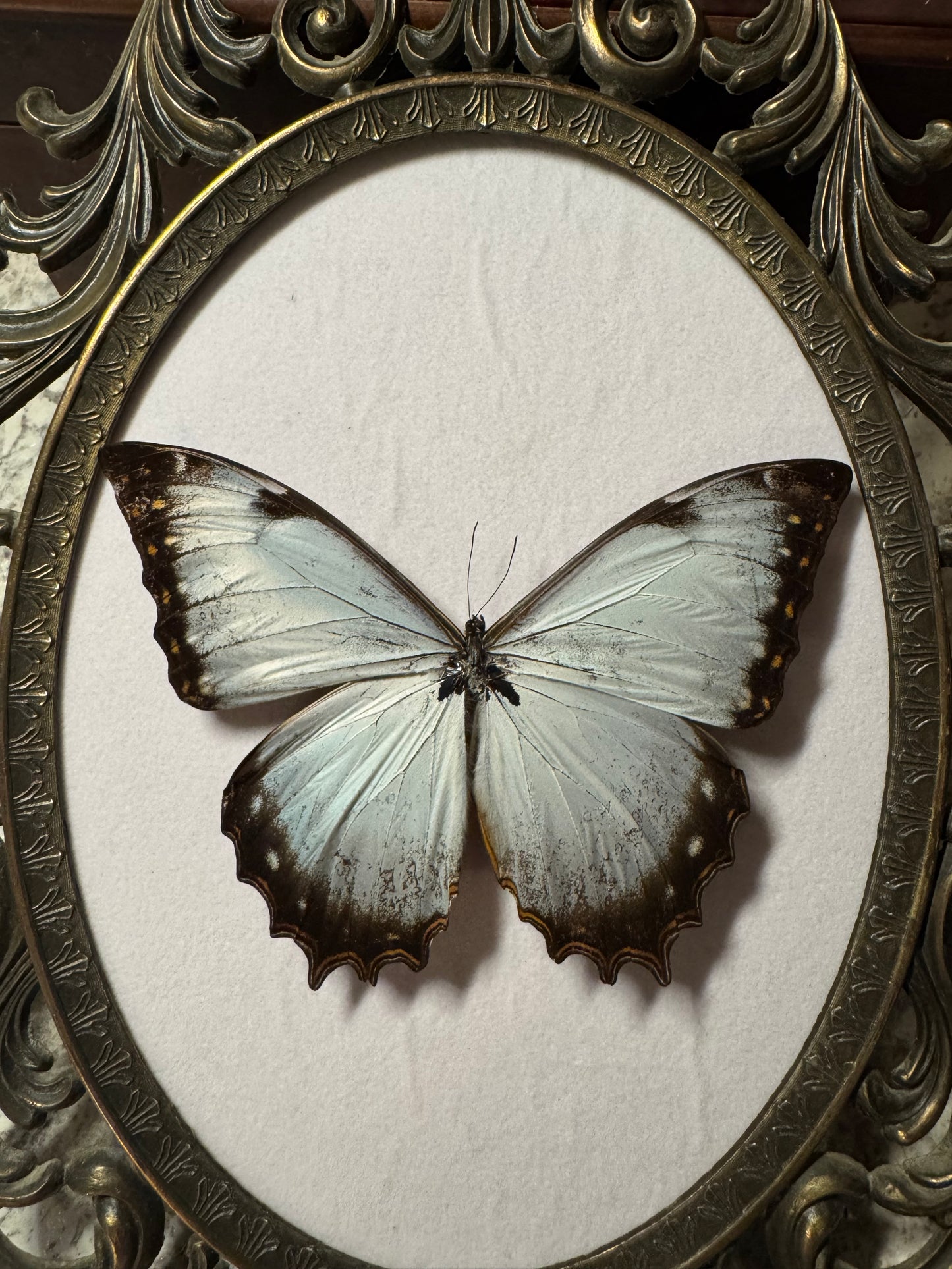 RARE Morpho juturno Butterfly Vintage Frame