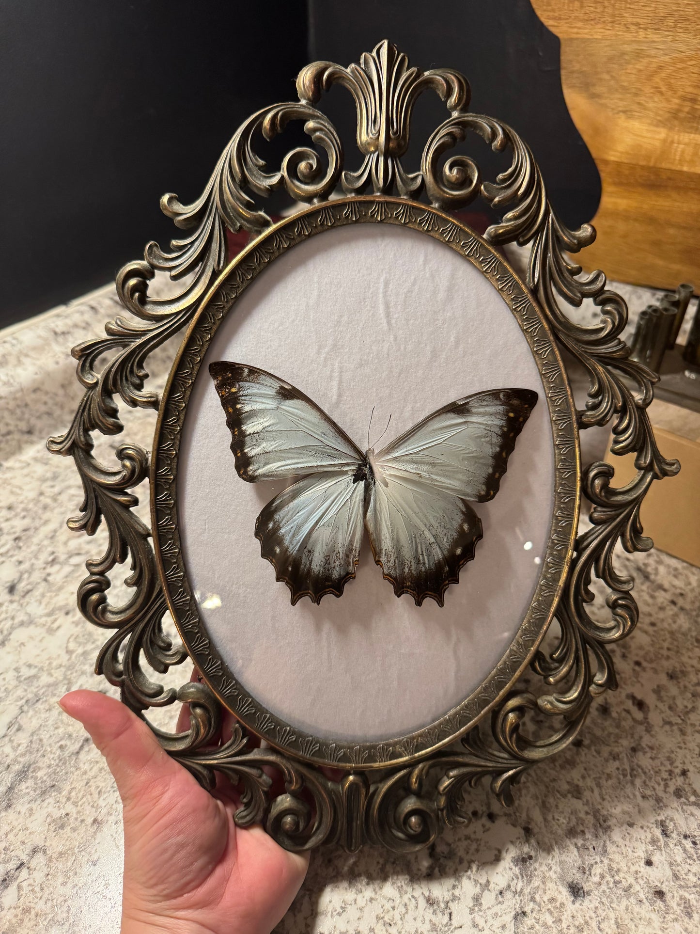 RARE Morpho juturno Butterfly Vintage Frame