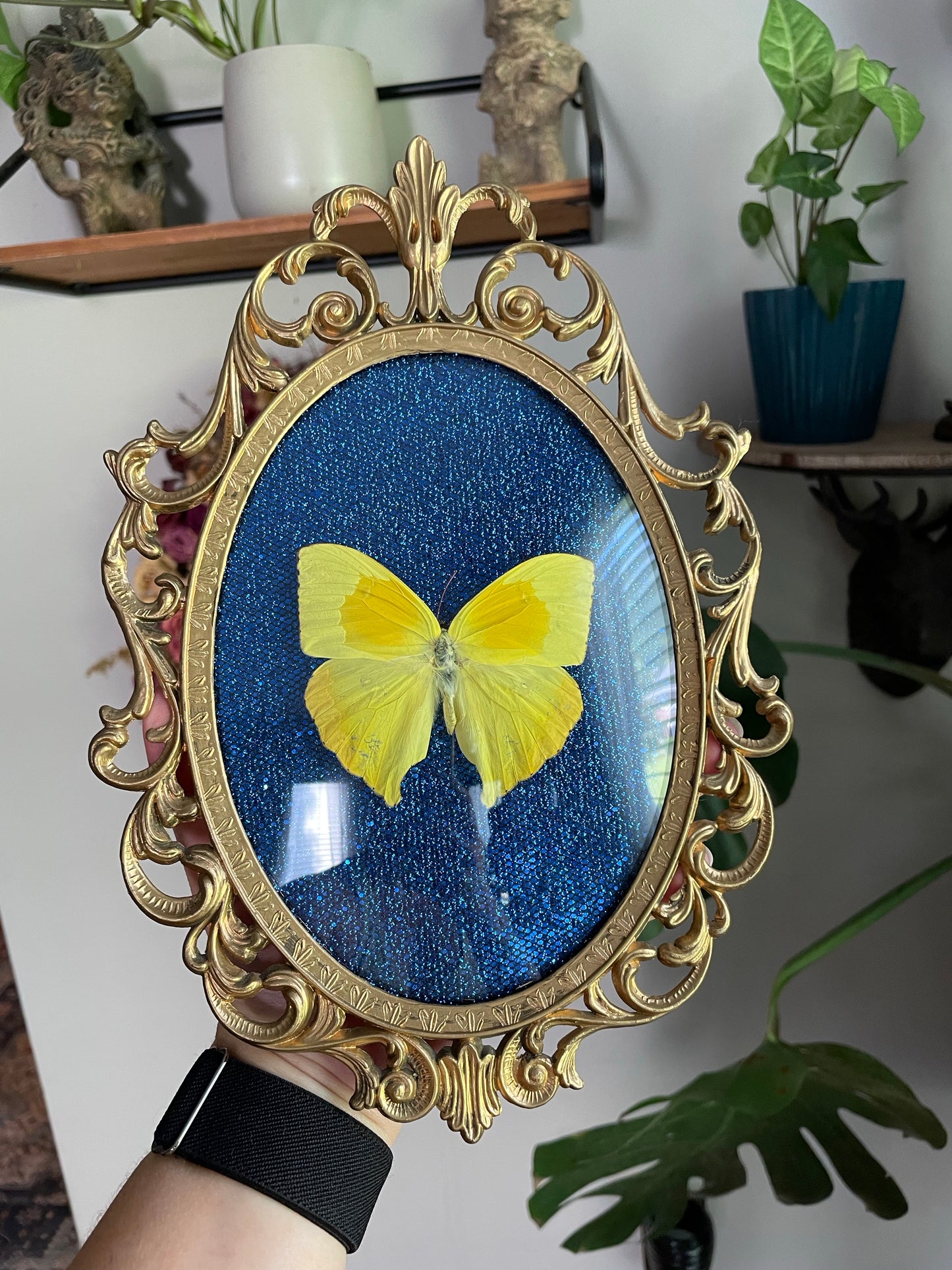 Small Vintage Butterfly Frame