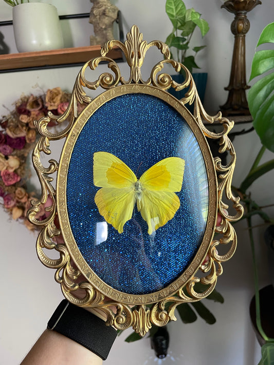 Small Vintage Butterfly Frame